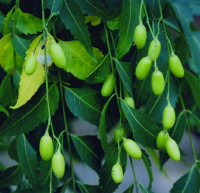 Sản xuất thuốc BVTV từ cây Sầu đâu (Cây neem)